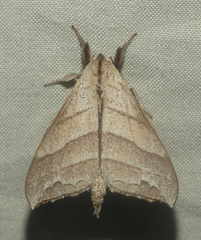 Drepatelodes umbrillinea