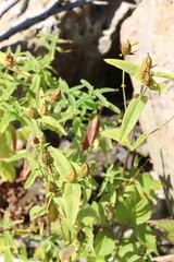 Hypericum ascyron gebleri