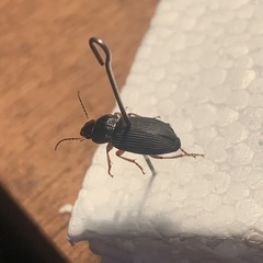 Harpalus anxius