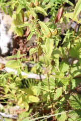 Hypericum ascyron gebleri