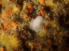 Doriopsilla capensis