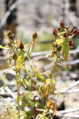 Hypericum ascyron gebleri