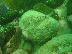 Caffrogobius nudiceps