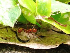 Megalomyrmex leoninus