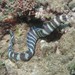Barred Moray - Photo (c) Sara Thiebaud, some rights reserved (CC BY-NC), uploaded by Sara Thiebaud