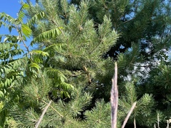 Pinus
