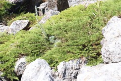 Microbiota decussata