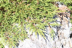 Microbiota decussata