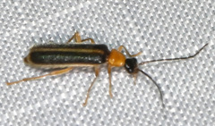 Rhagonycha mollis