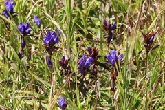 Gentiana triflora