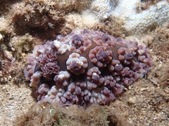 Dendrodoris carbunculosa