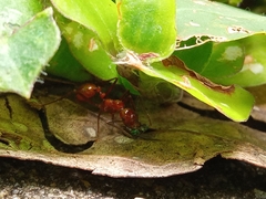 Megalomyrmex leoninus