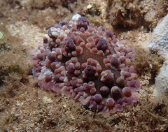 Dendrodoris carbunculosa
