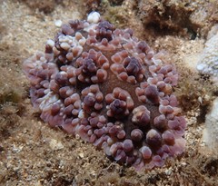 Image of Dendrodoris carbunculosa