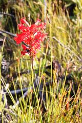 Tritoniopsis triticea