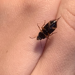 Harpalus anxius