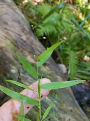 Dichanthelium lucidum