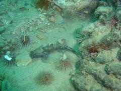 Caffrogobius nudiceps