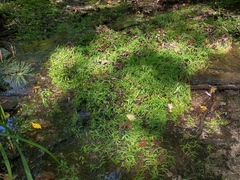 Dichanthelium lucidum