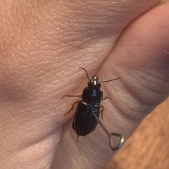 Harpalus anxius