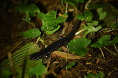 Plethodon shermani
