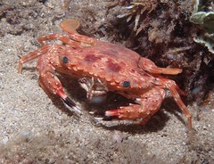 Goniosupradens hawaiensis