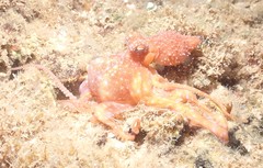 Callistoctopus luteus