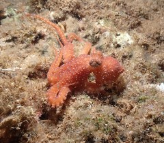 Callistoctopus luteus