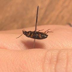Harpalus anxius