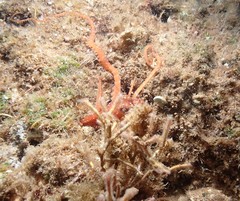 Callistoctopus luteus