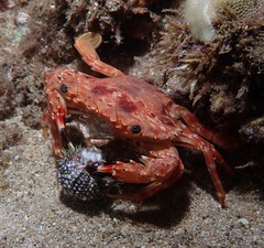 Goniosupradens hawaiensis