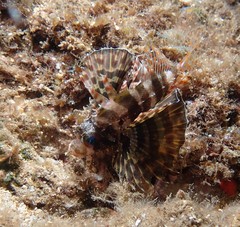 Dendrochirus barberi