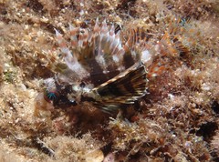 Dendrochirus barberi