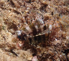 Dendrochirus barberi