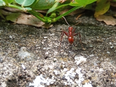 Megalomyrmex leoninus