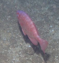 Heteropriacanthus carolinus