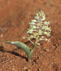 Lachenalia polypodantha eburnea