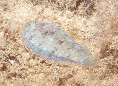 Aseraggodes therese