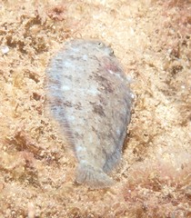 Aseraggodes therese