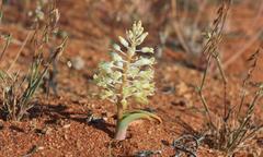 Lachenalia polypodantha eburnea