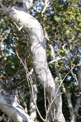 Betula lanata