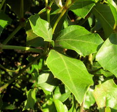 Rhoicissus rhomboidea