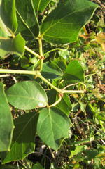 Rhoicissus rhomboidea
