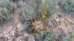 Aloe microstigma microstigma