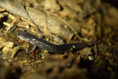 Plethodon shermani