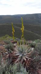 Aloe microstigma microstigma