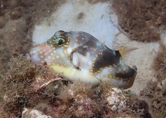 Canthigaster coronata