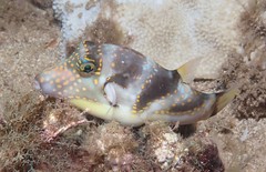 Canthigaster coronata