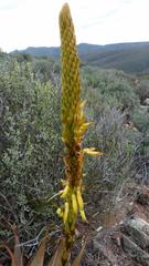 Aloe microstigma microstigma