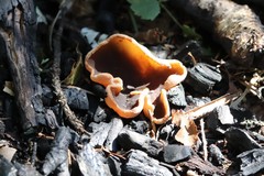 Peziza echinospora